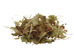 Lindenblüten Tee BIO 15g Dose